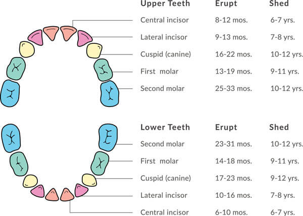 Children S Molars Chart